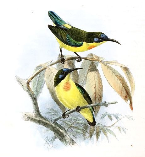 Metallic-winged sunbird